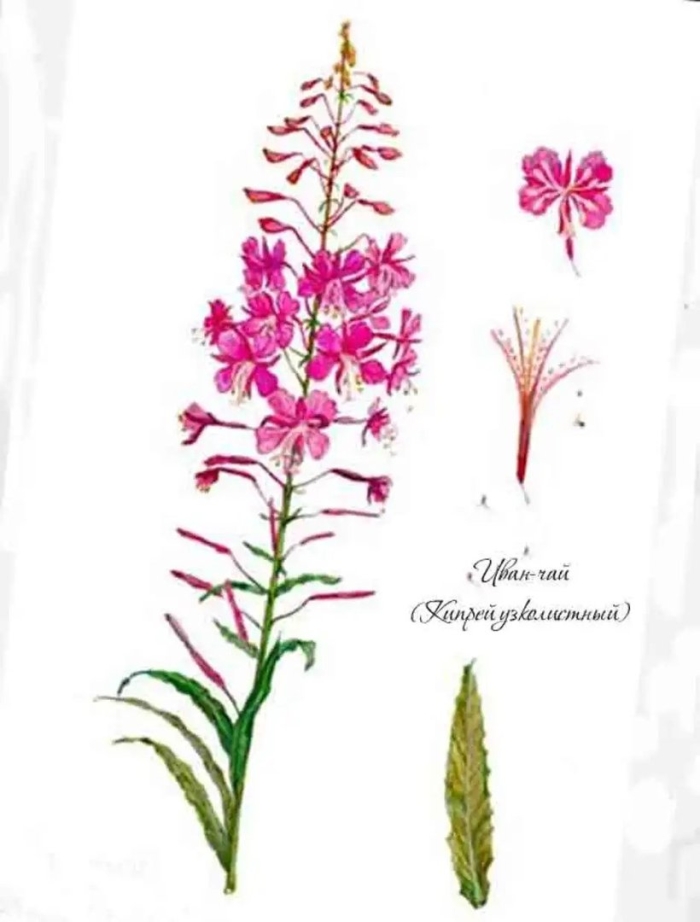 Кипрей узколистный иван чай