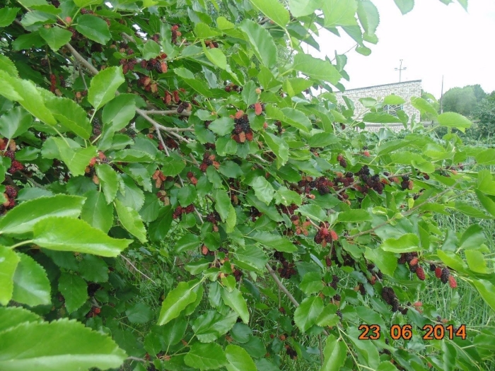 Тутовник дерево