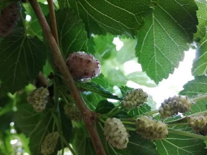 Дерево тутовник лион