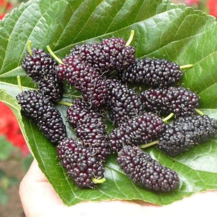 Китайская длинноплодная шелковица