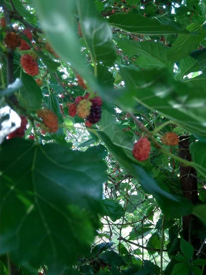 Шелковица куст