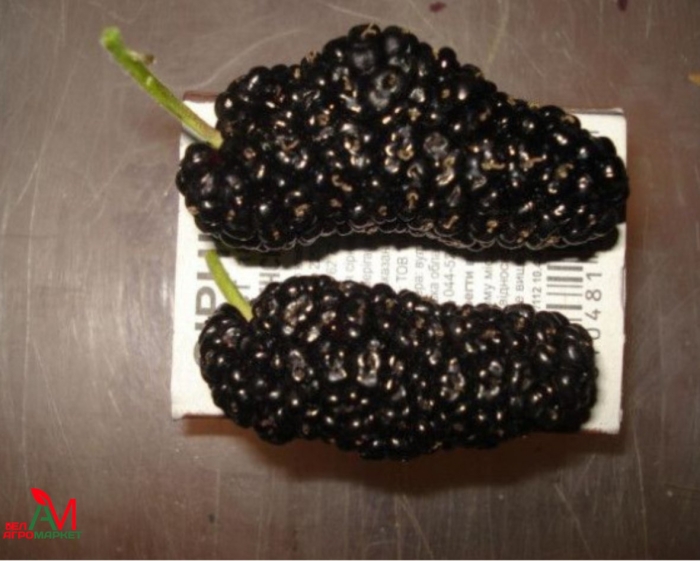 Шелковица черная галиция