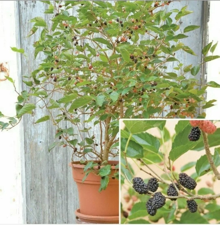 Шелковица комнатная