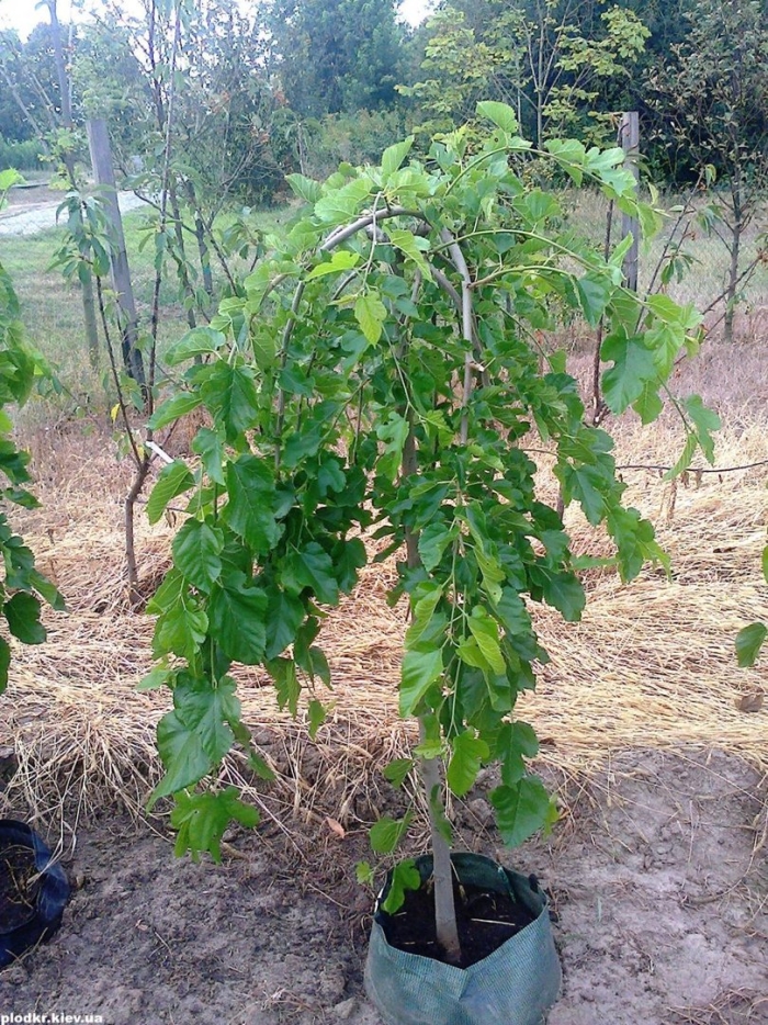 Штамбовая шелковица