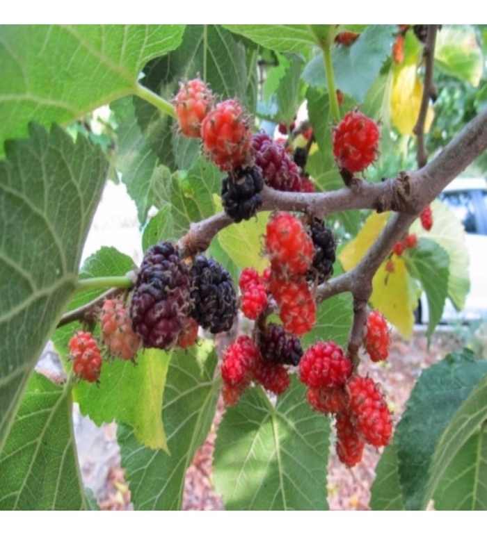 Шелковица плакучая ягоды