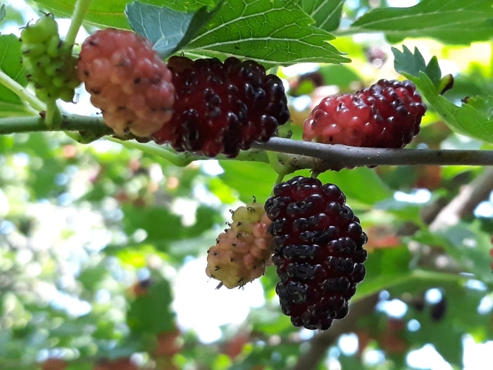 Тутовник шелковица