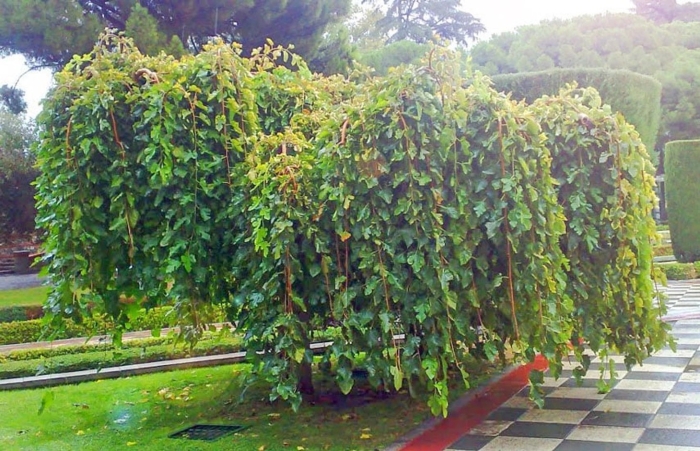 Шелковица плакучая пендула