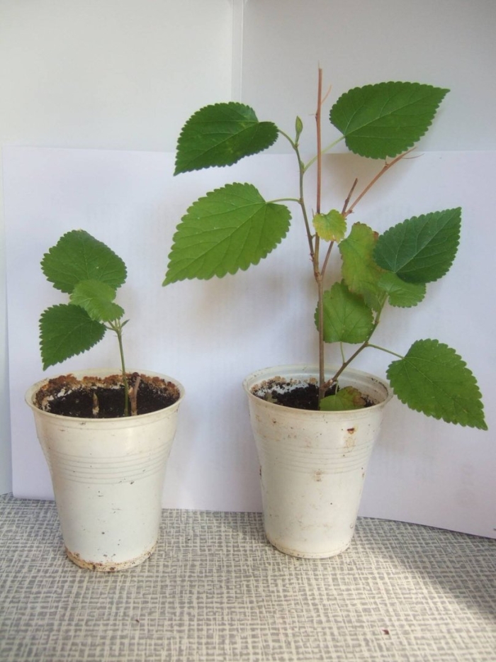 Саженец липы