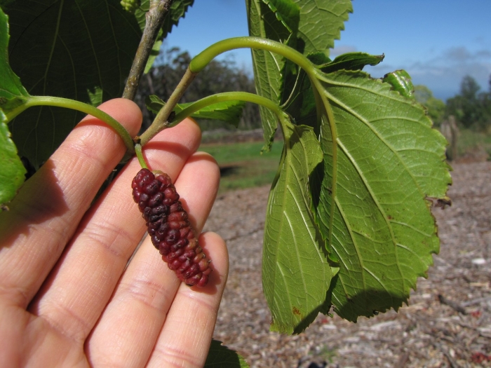 Шелковица тутовое дерево