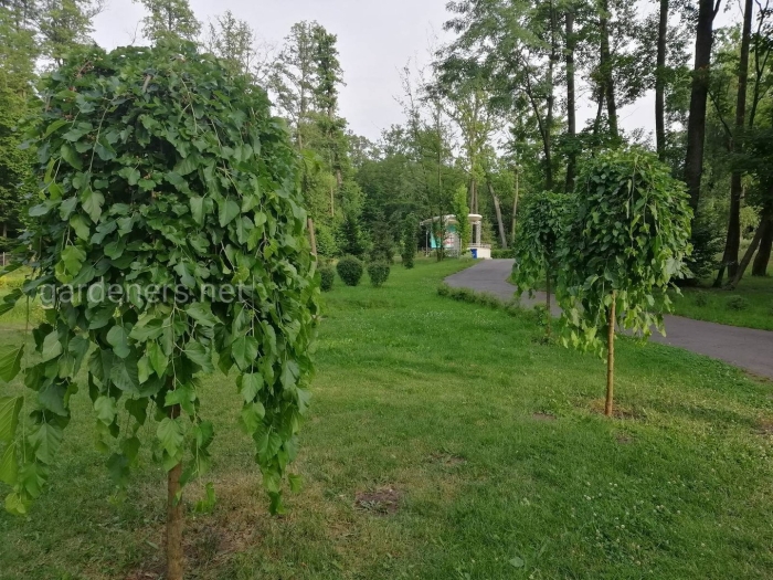 Шелковица плакучая пендула