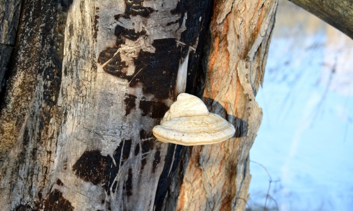 Ложный трутовик березовый