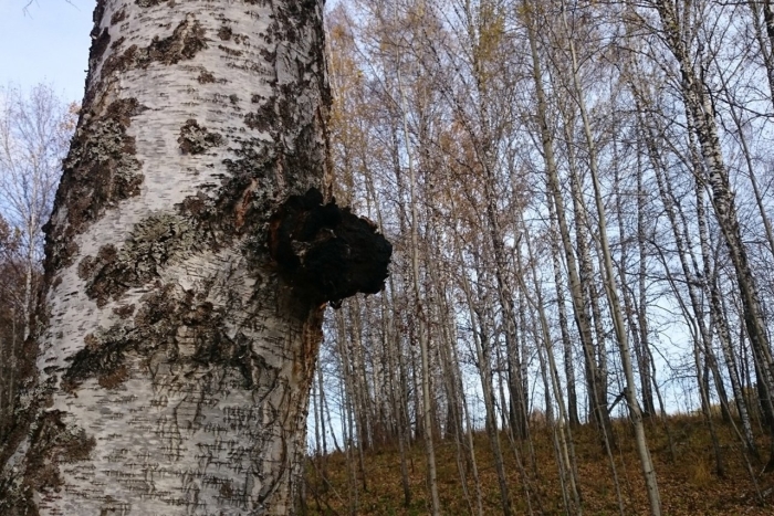 Чага березовая гриб