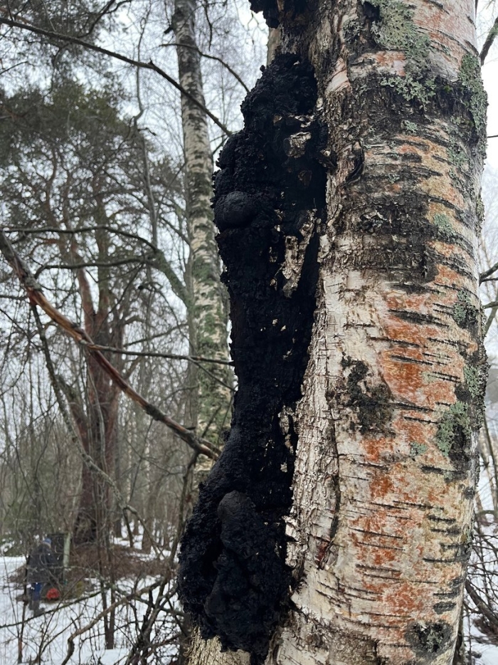 Березовый гриб чага