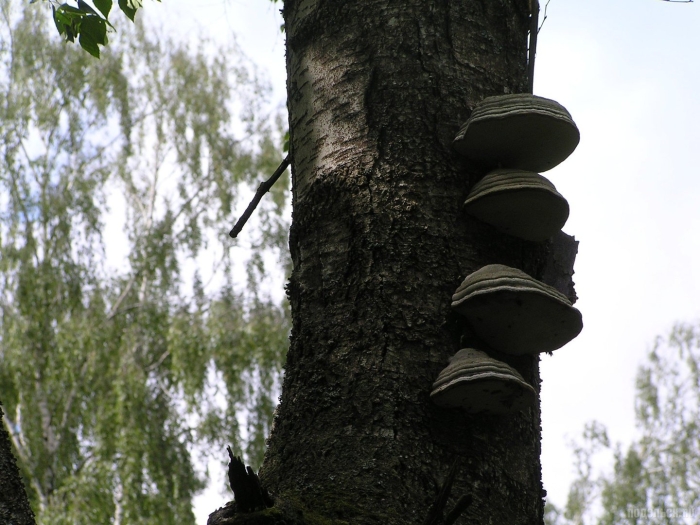 Древесный гриб чага