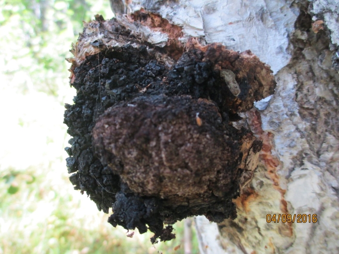 Чага дубовая