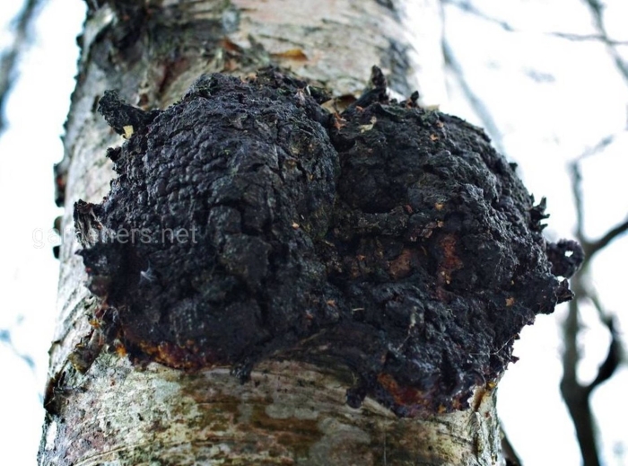 Гриб чага на березе