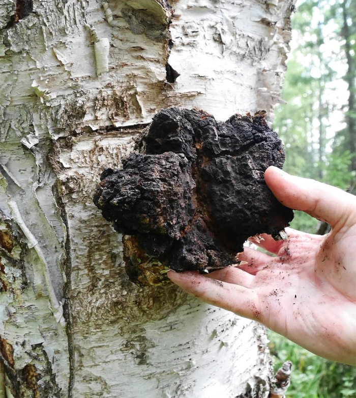 Чага березовая