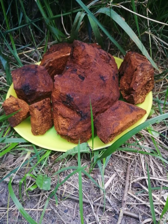 Чага березовая