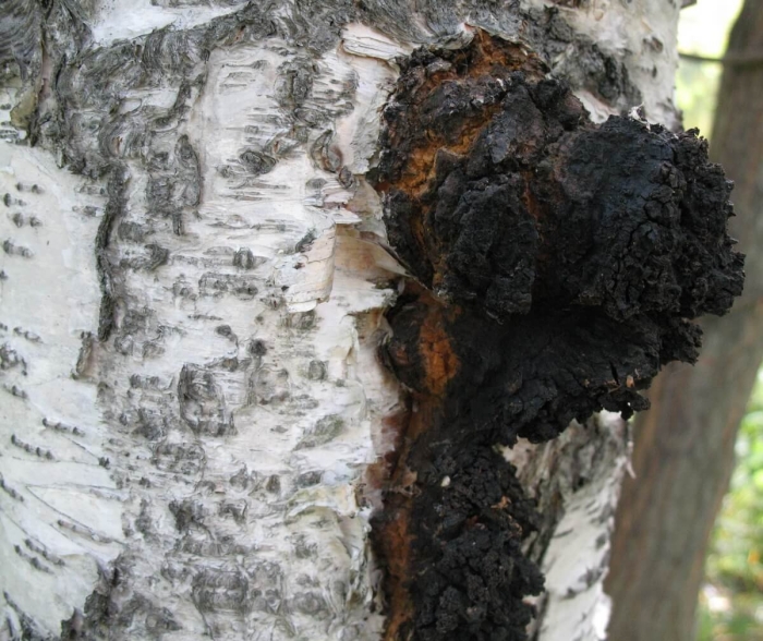 Нарост на березе