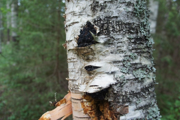 Чага березовая