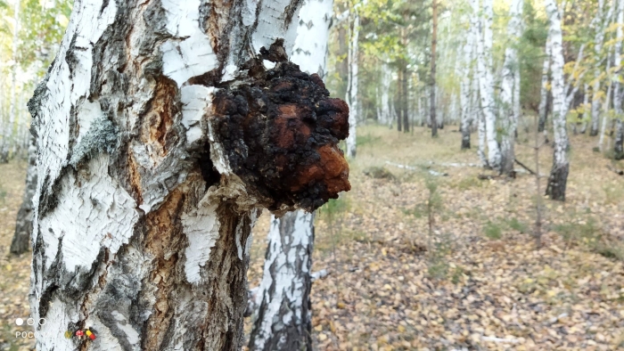 Чага березовая гриб