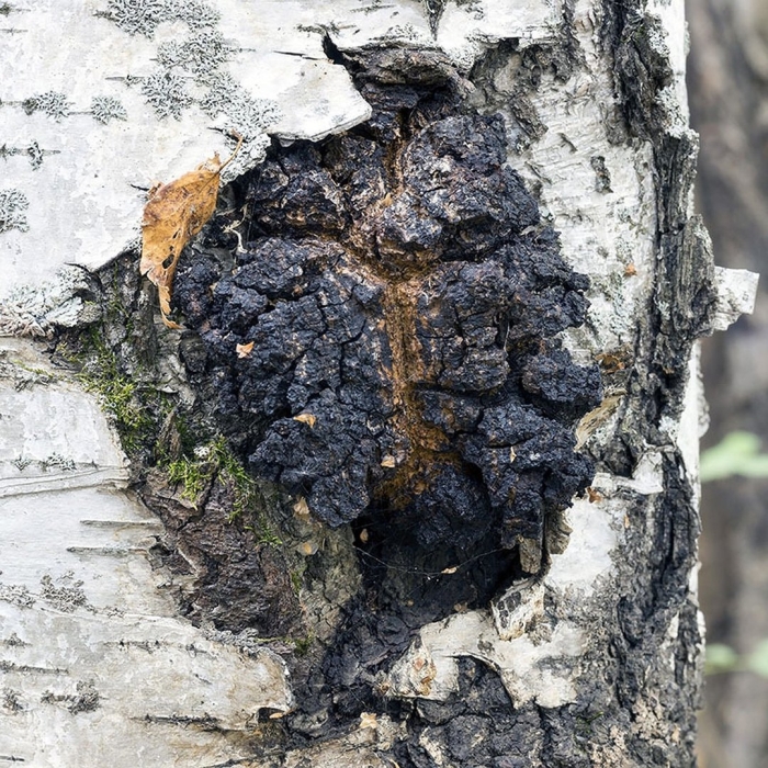 Чага березовая гриб