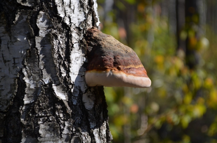 Трутовик косотрубчатый (чага)