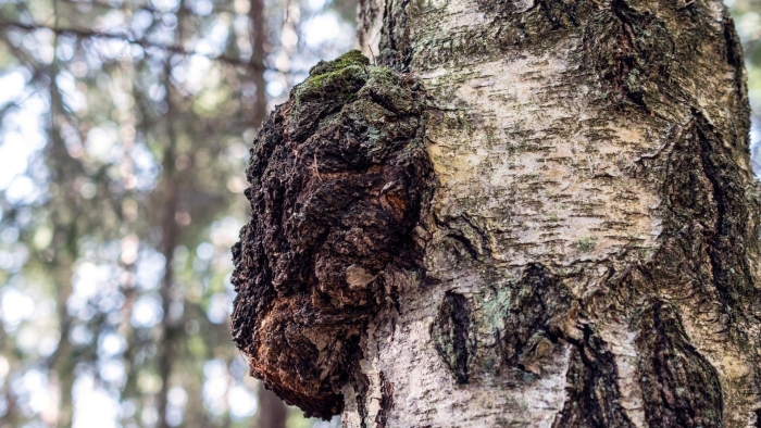 Березовая чага