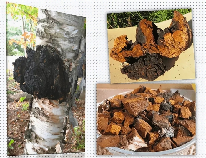 Чага березовая сырье