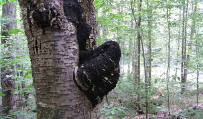 Чага на березе