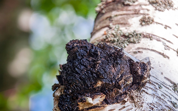 Чага березовая паразит