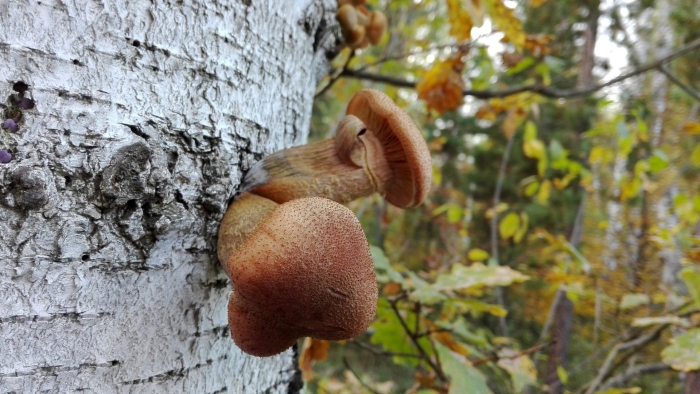 Опята на березе