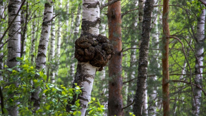 Березовый нарост кап