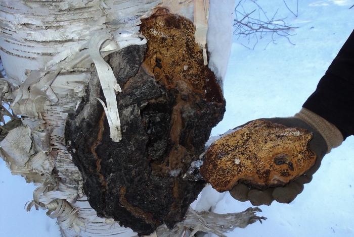 Чага березовая гриб