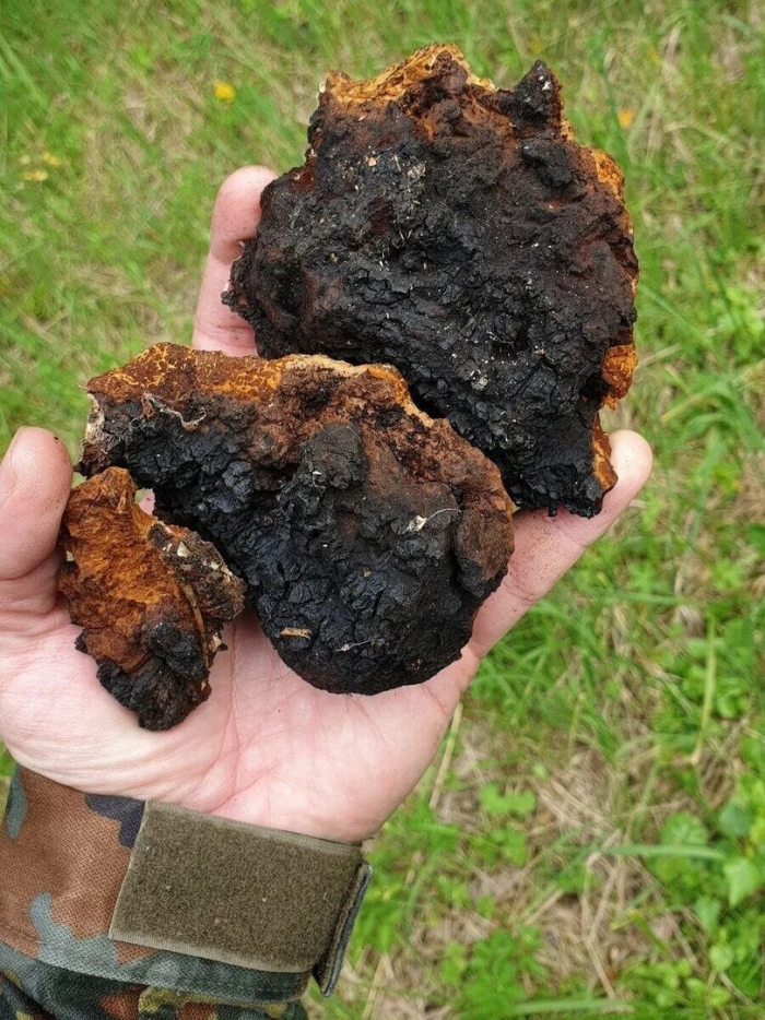 Гриб чага полезные свойства