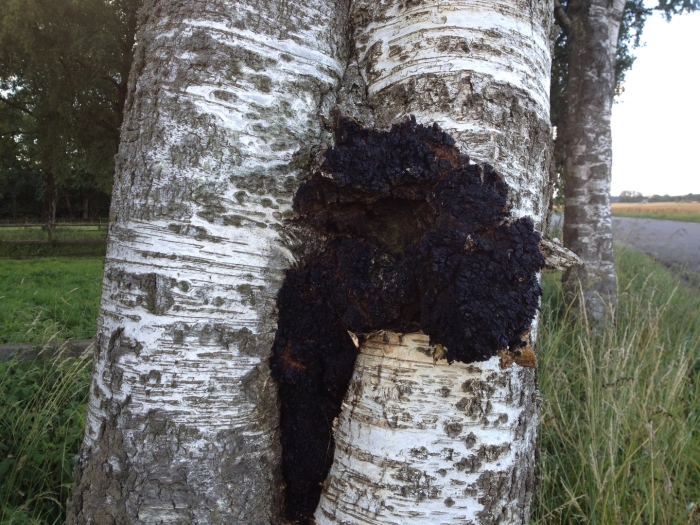 Чага березовая гриб