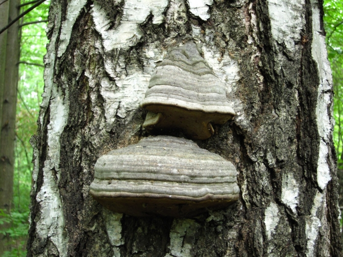 Трутовик березовый