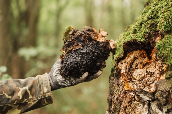 Chaga mushroom