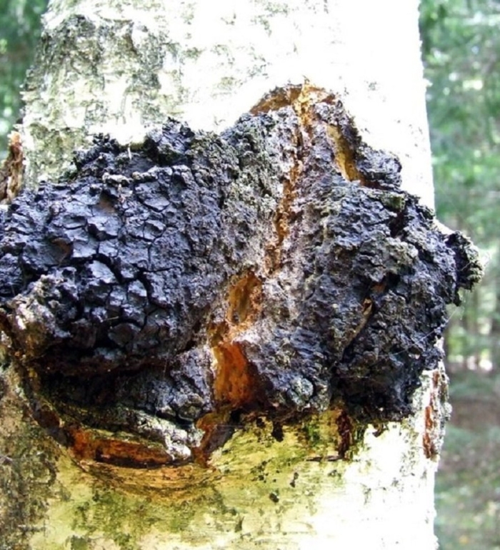 Чага березовая