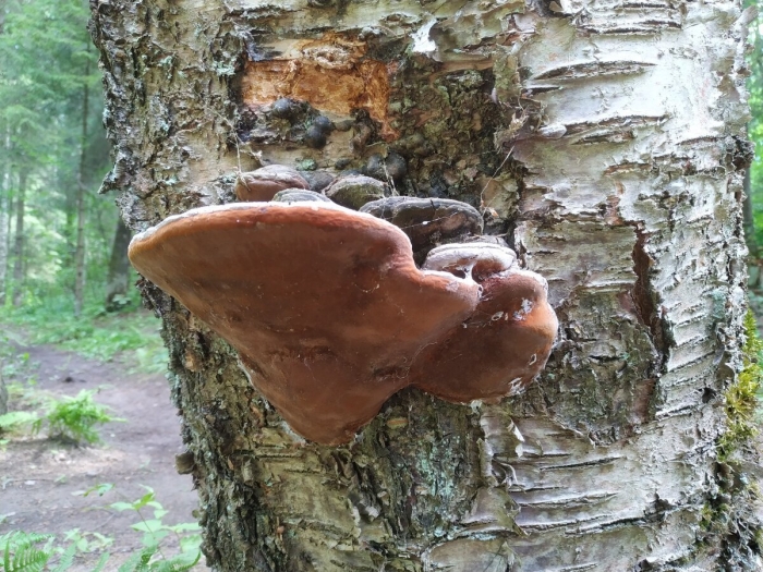 Трутовик березовый