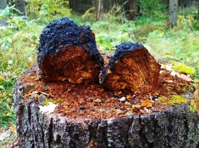 Чага и трутовик