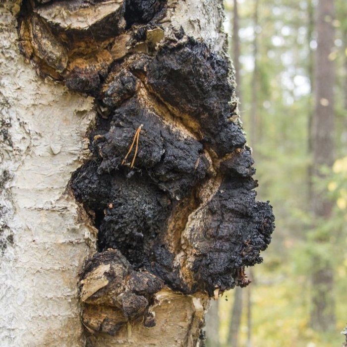 Трутовик березовая чага