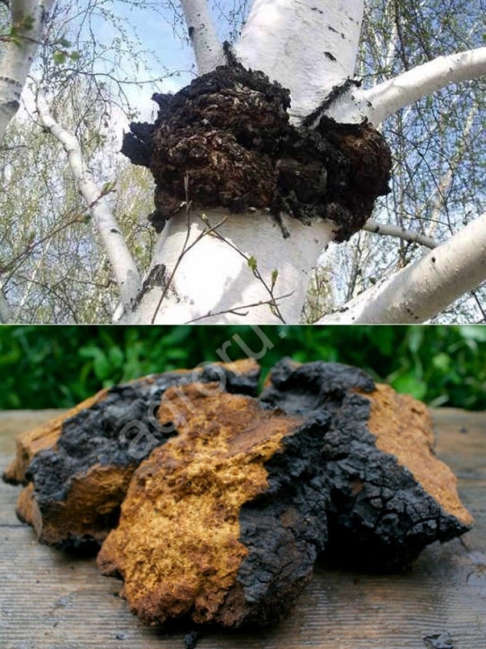 Чага березовая гриб