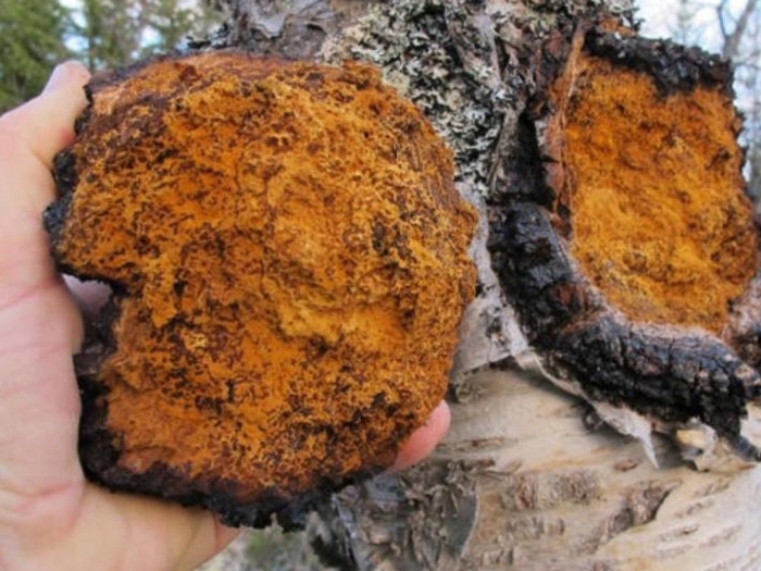 Чага березовая гриб