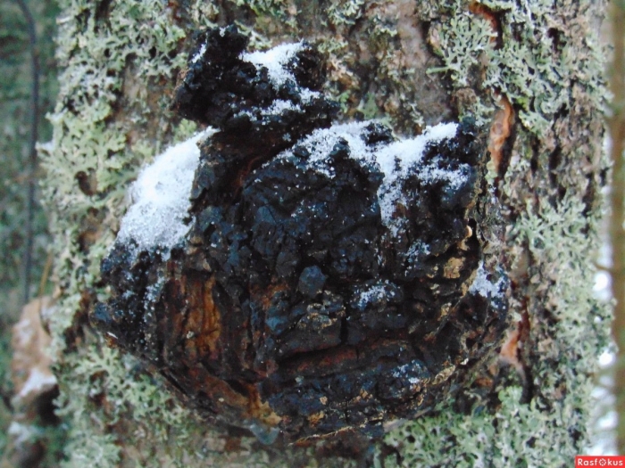 Чага на березе