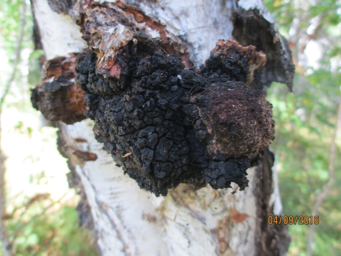 Ложная чага березовая