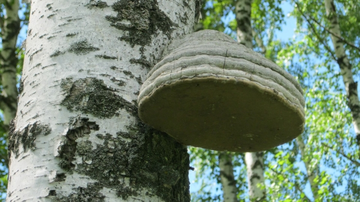 Гриб чага на березе