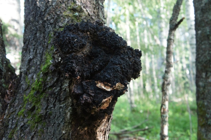 Гриб трутовик чага