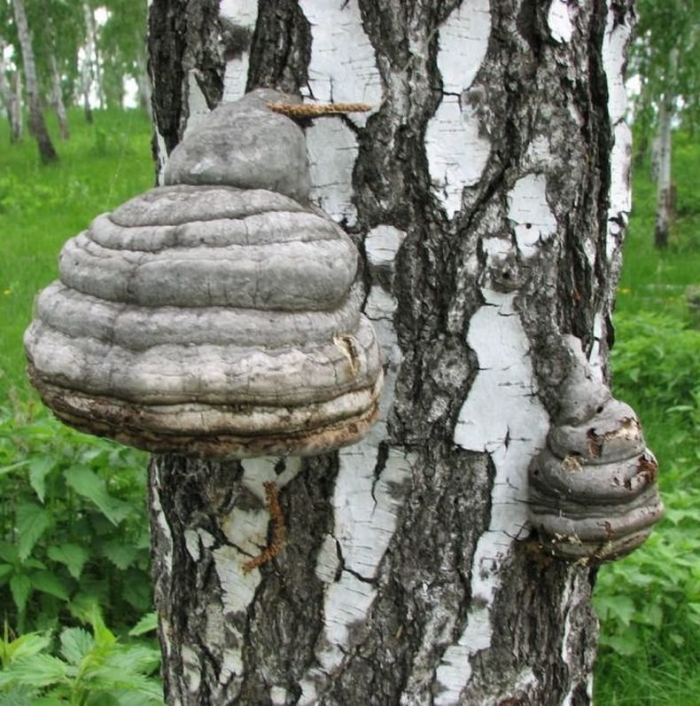 Гриб трутовик березовый