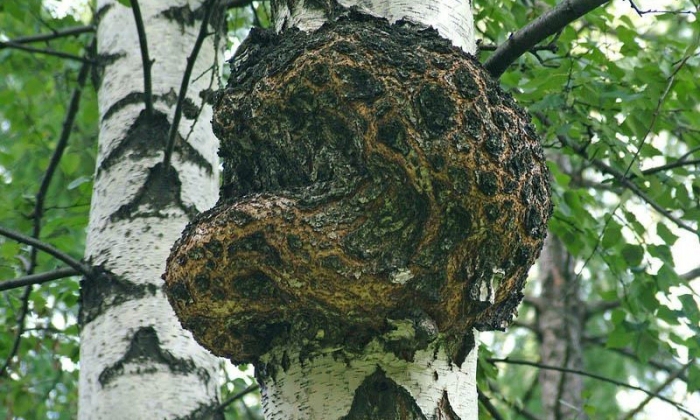 Сувель кап березовый и чага
